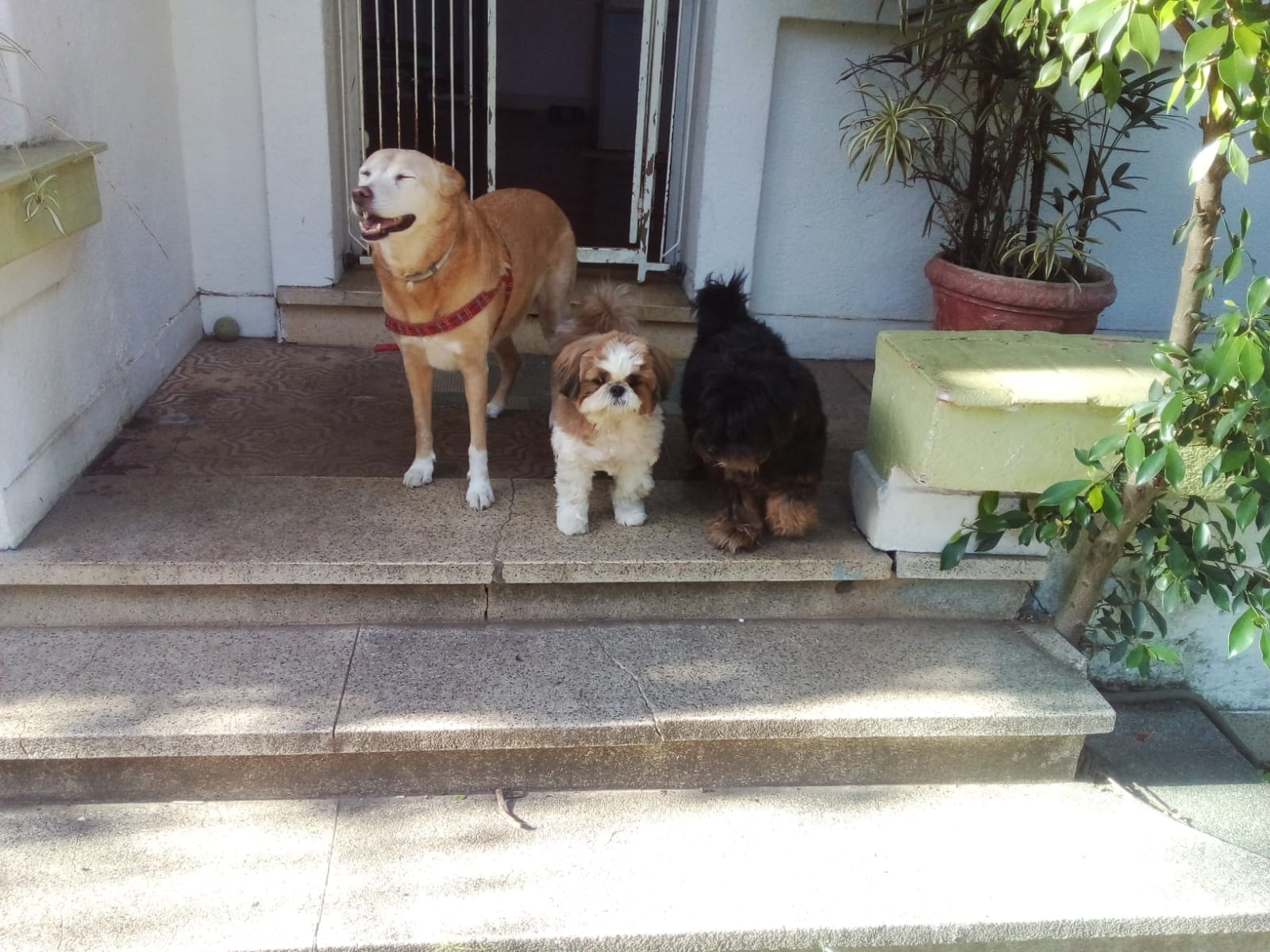 Boutique Pet Conceito
